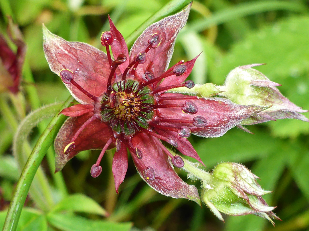 Red petals