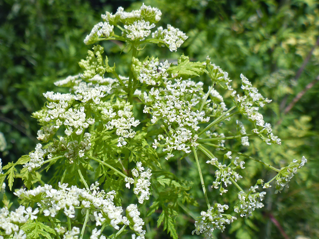 Many tiny flowers