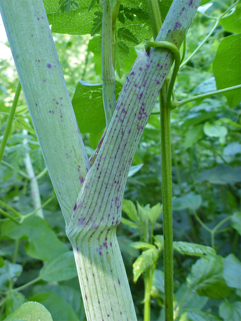 Sheathed leaf