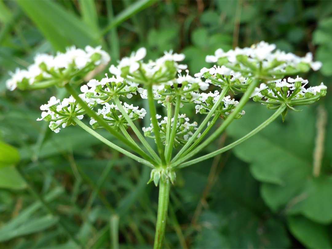 Bracted inflorescence