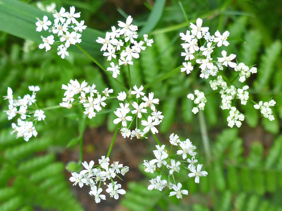 Tiny white flowers