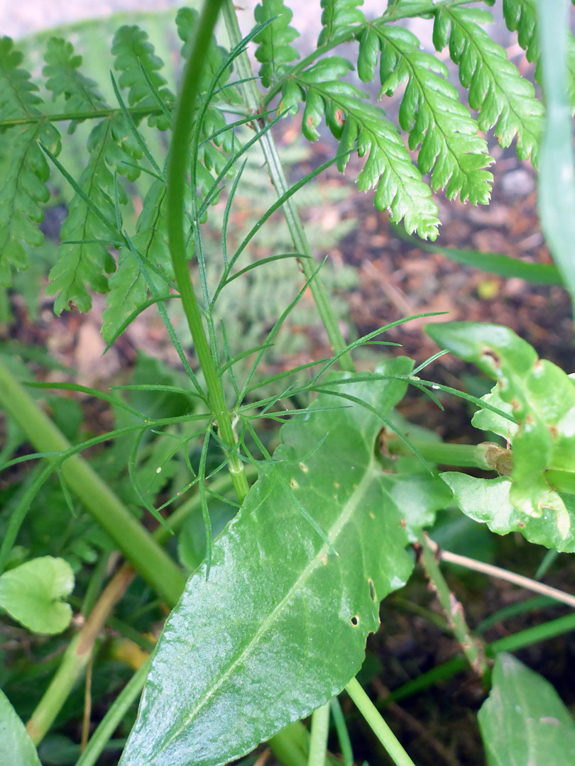 Finely divided leaf