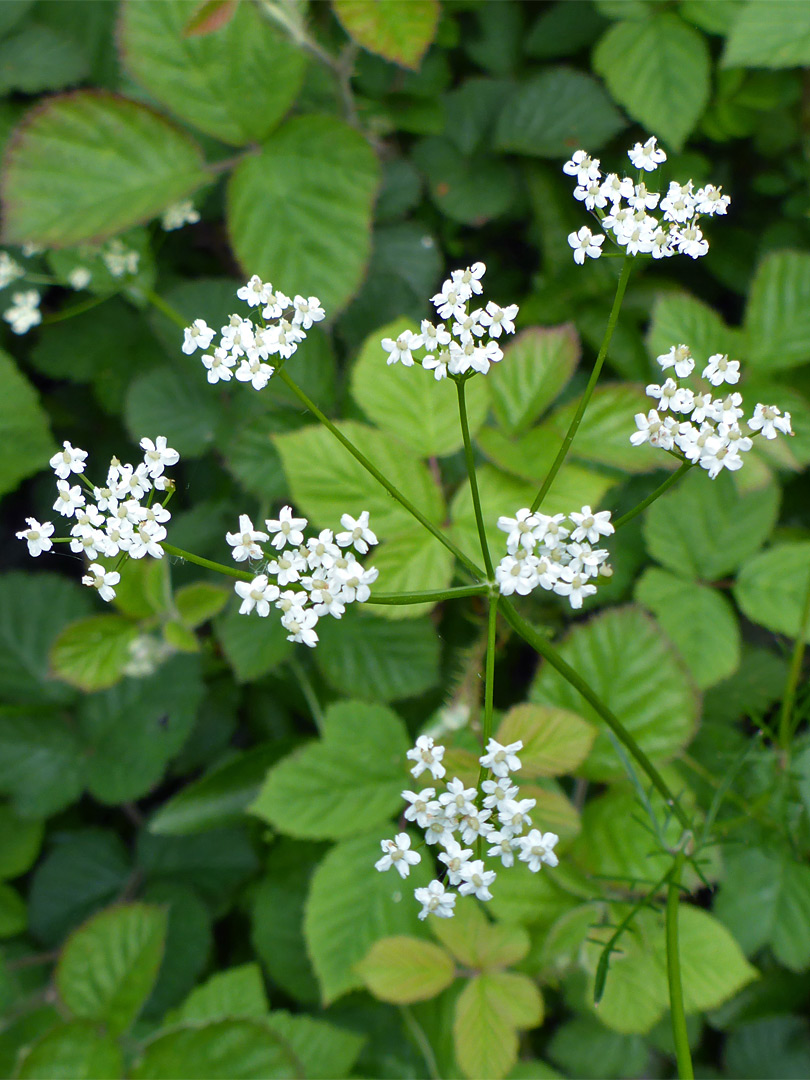 Inflorescence