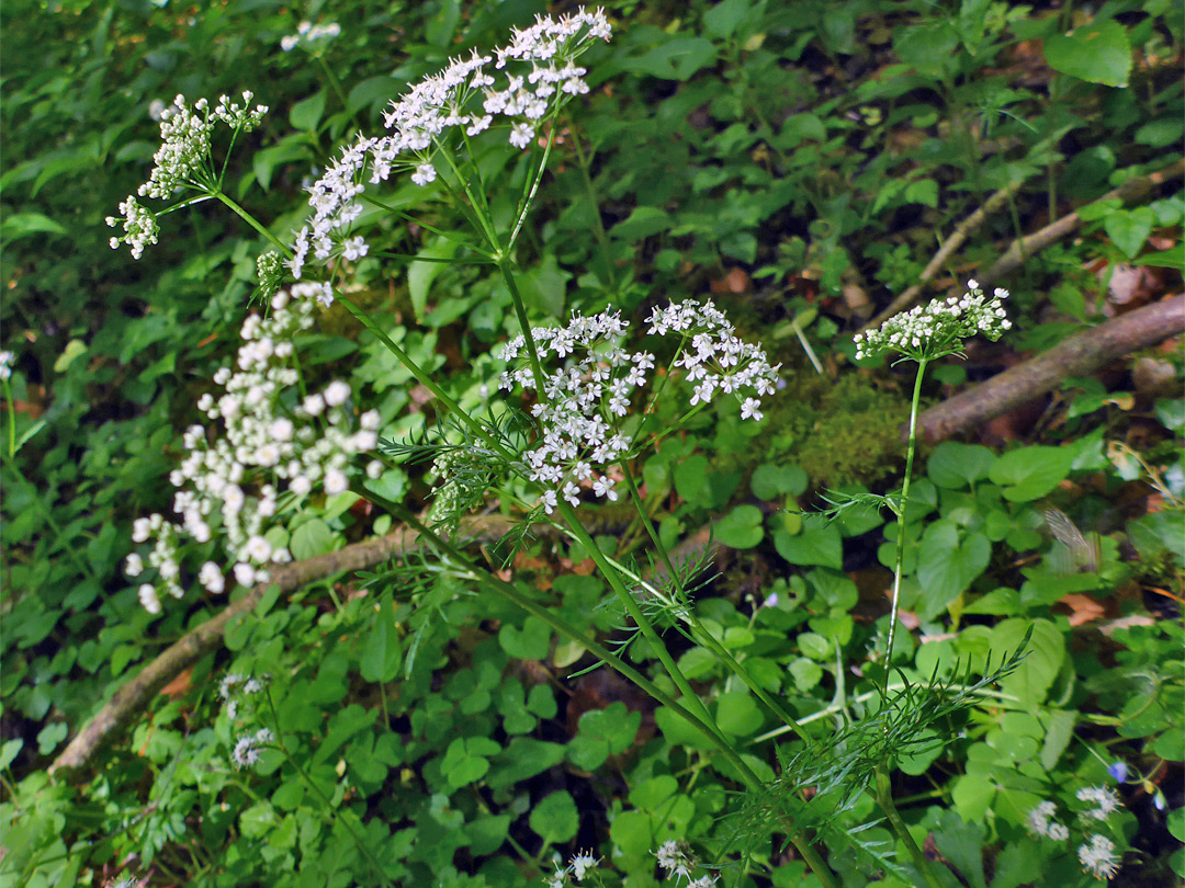 Pignut