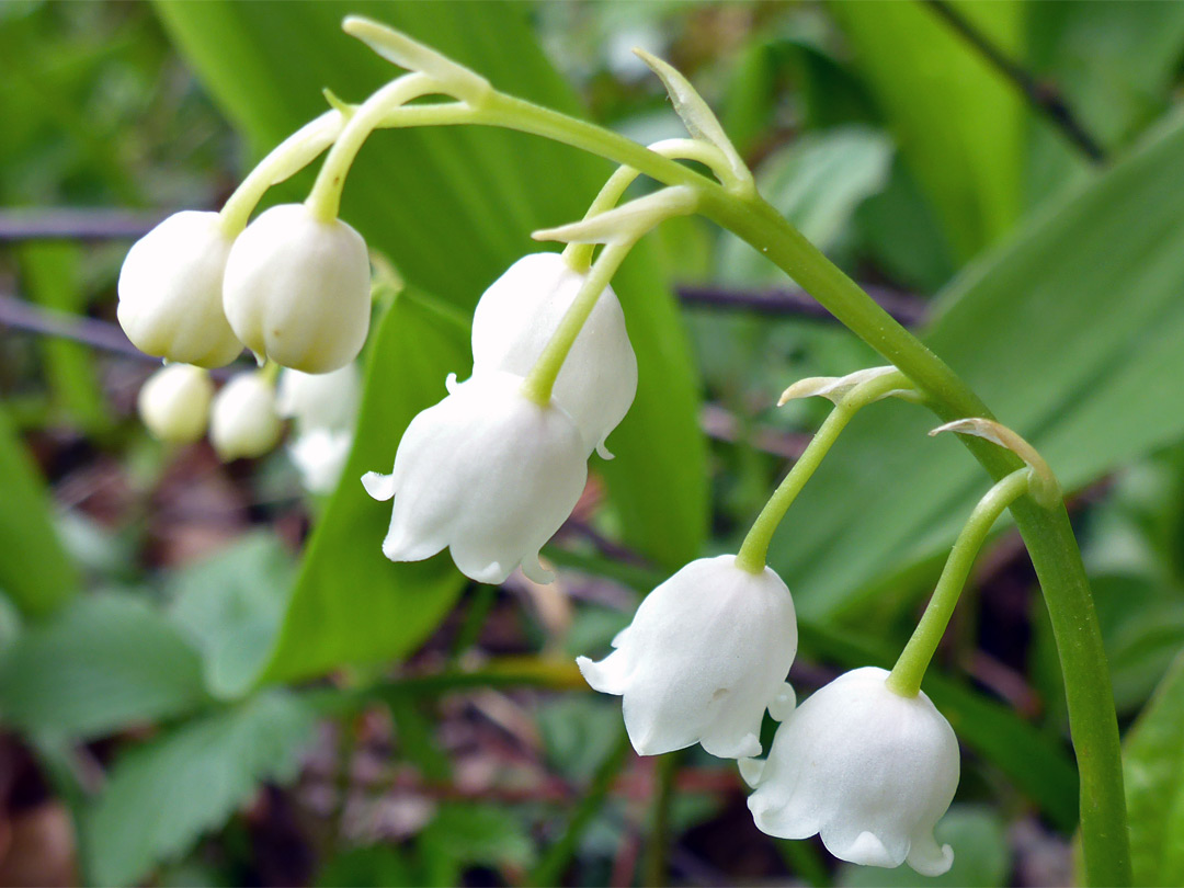 Arched stem