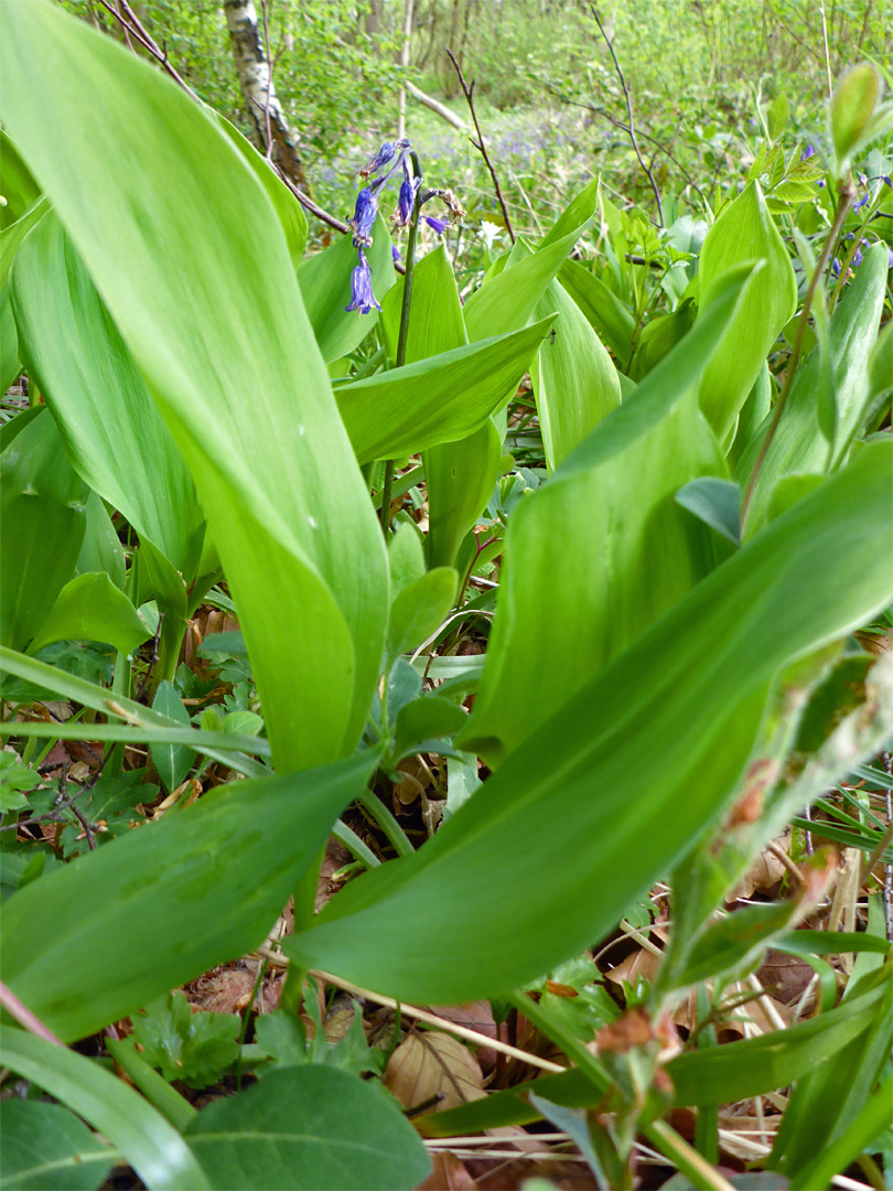 Broad leaves