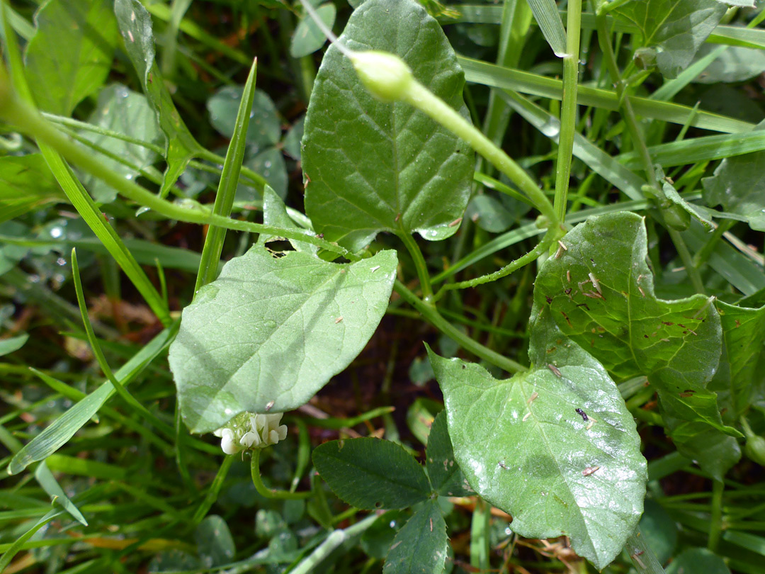 Arrow-shaped leaves