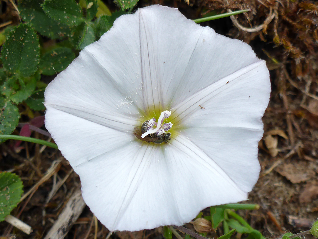 White flower