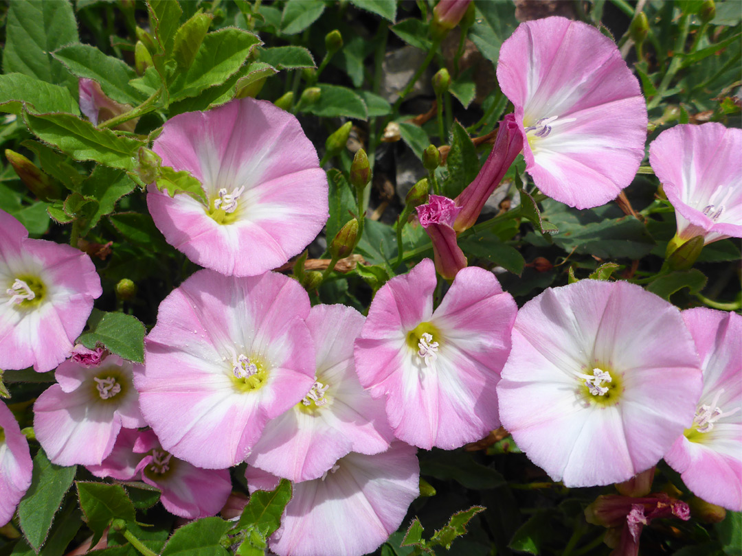 Richly-coloured flowers