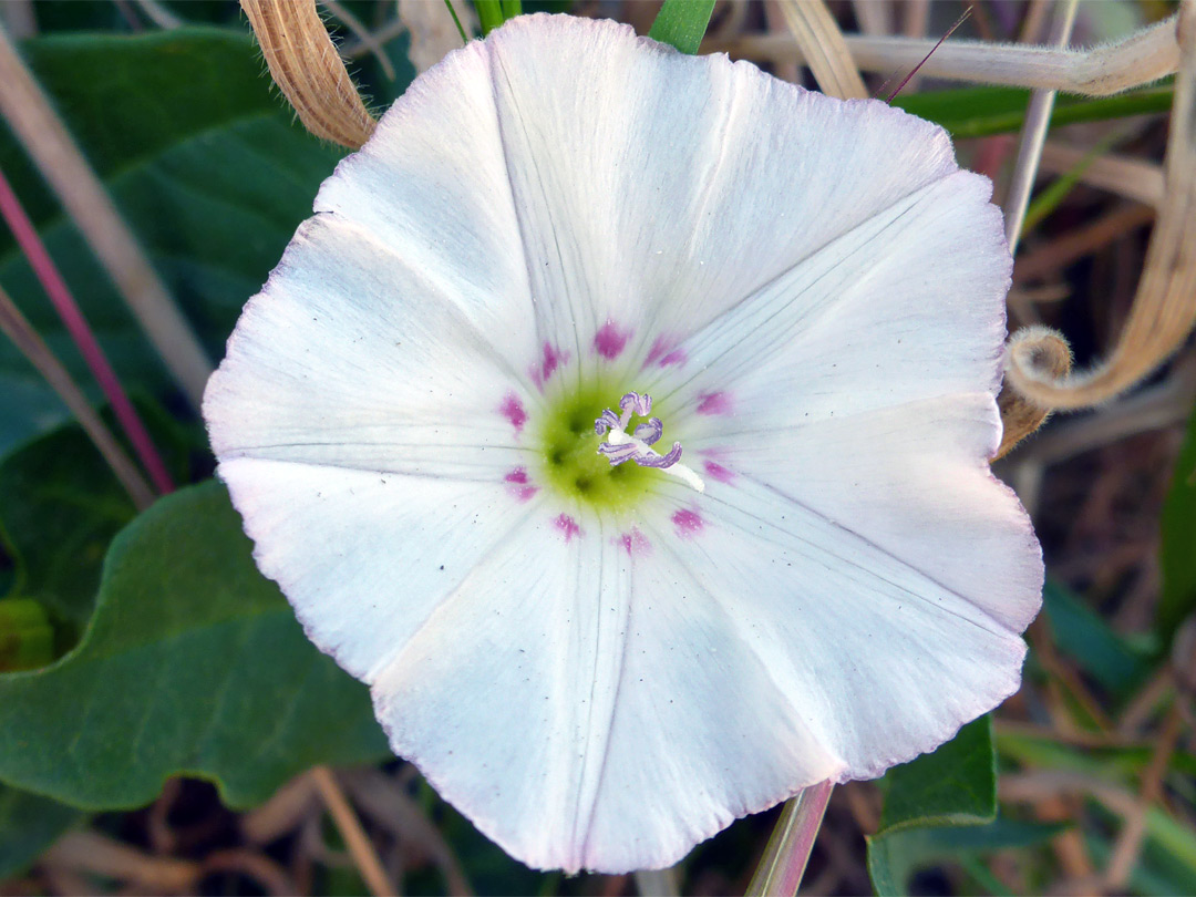 Pink-spotted flower