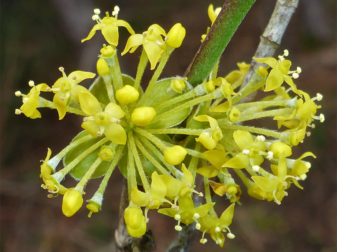 Yellow inflorescence