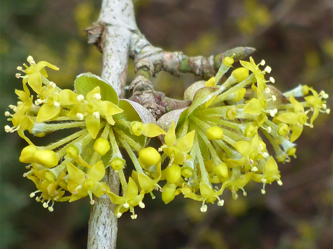 Twig and flowers