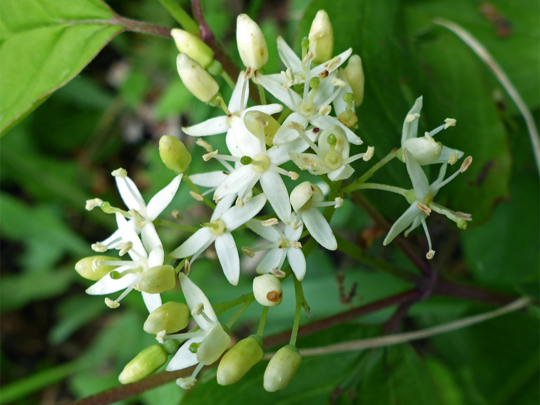 Flowers and buds