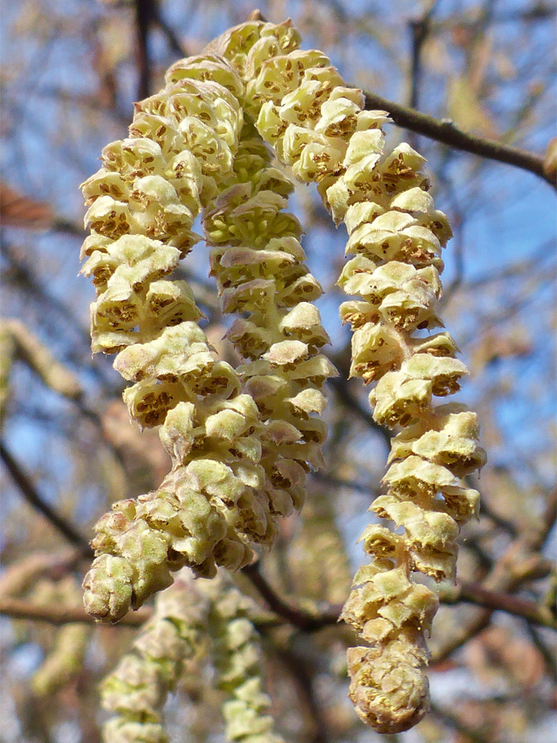 Catkins