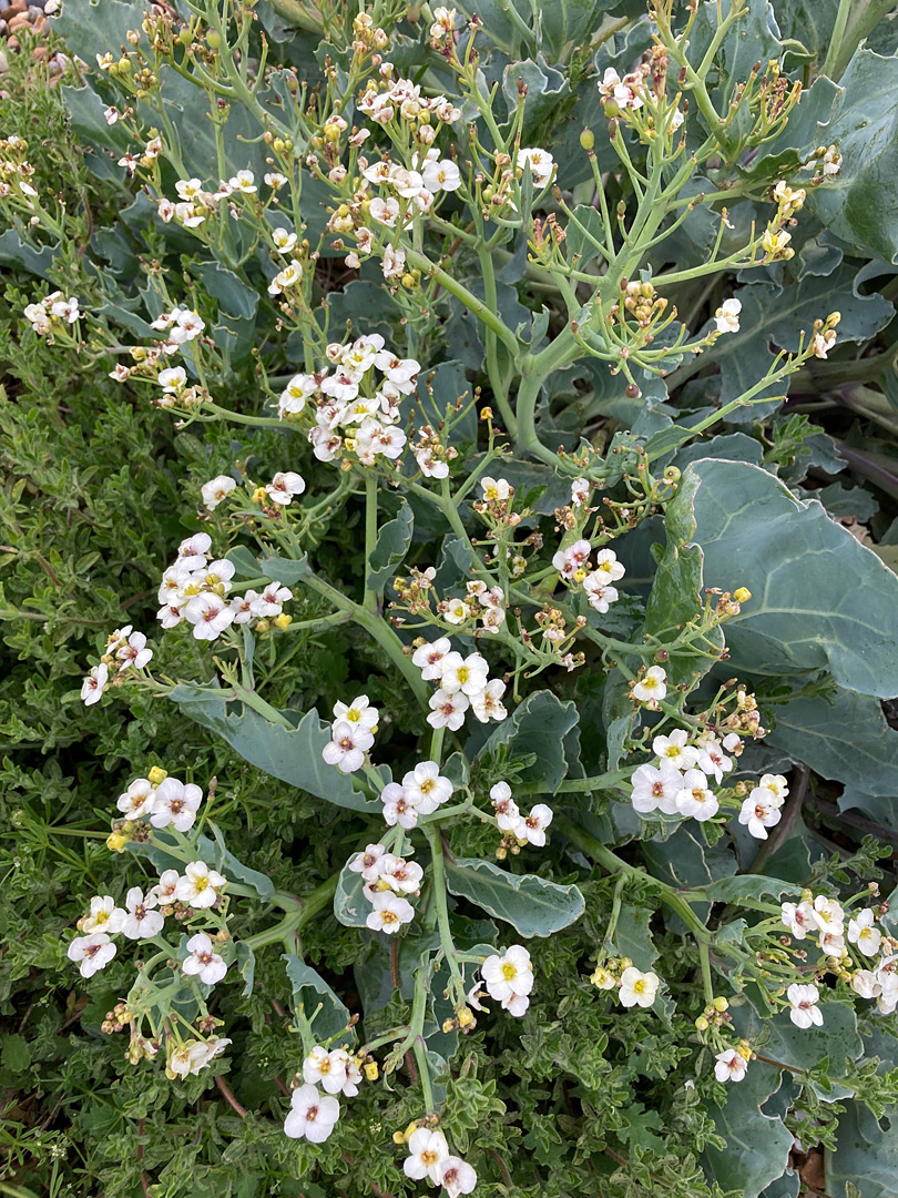 Many flowers