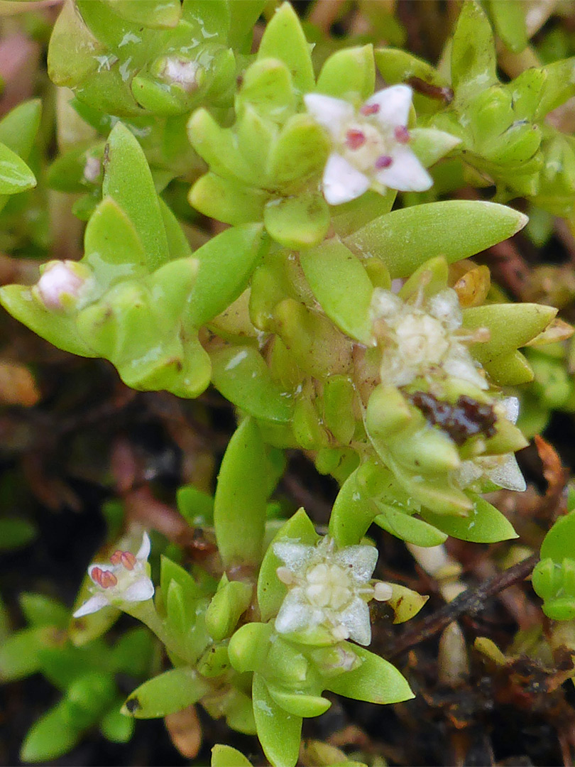 Flowers and leaves