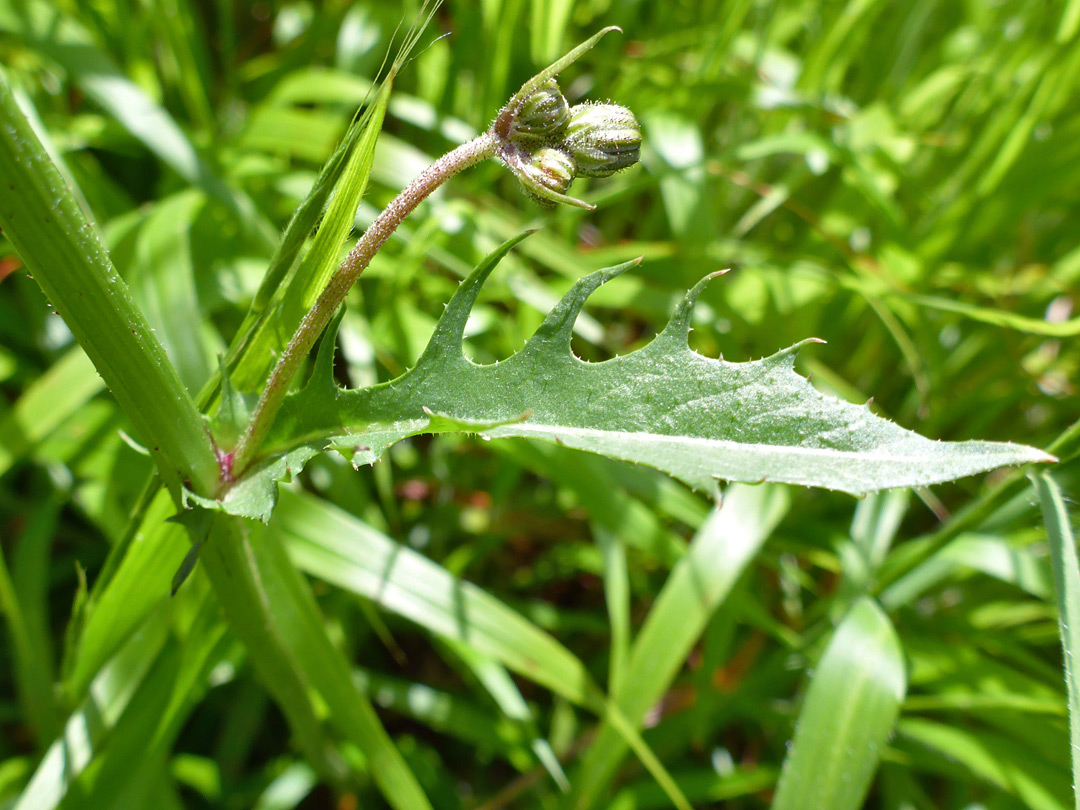 Stem and leaf