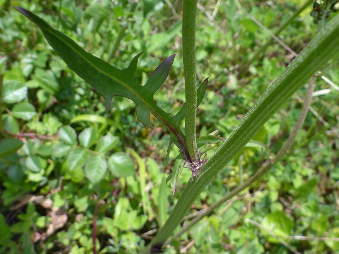 Cauline leaf