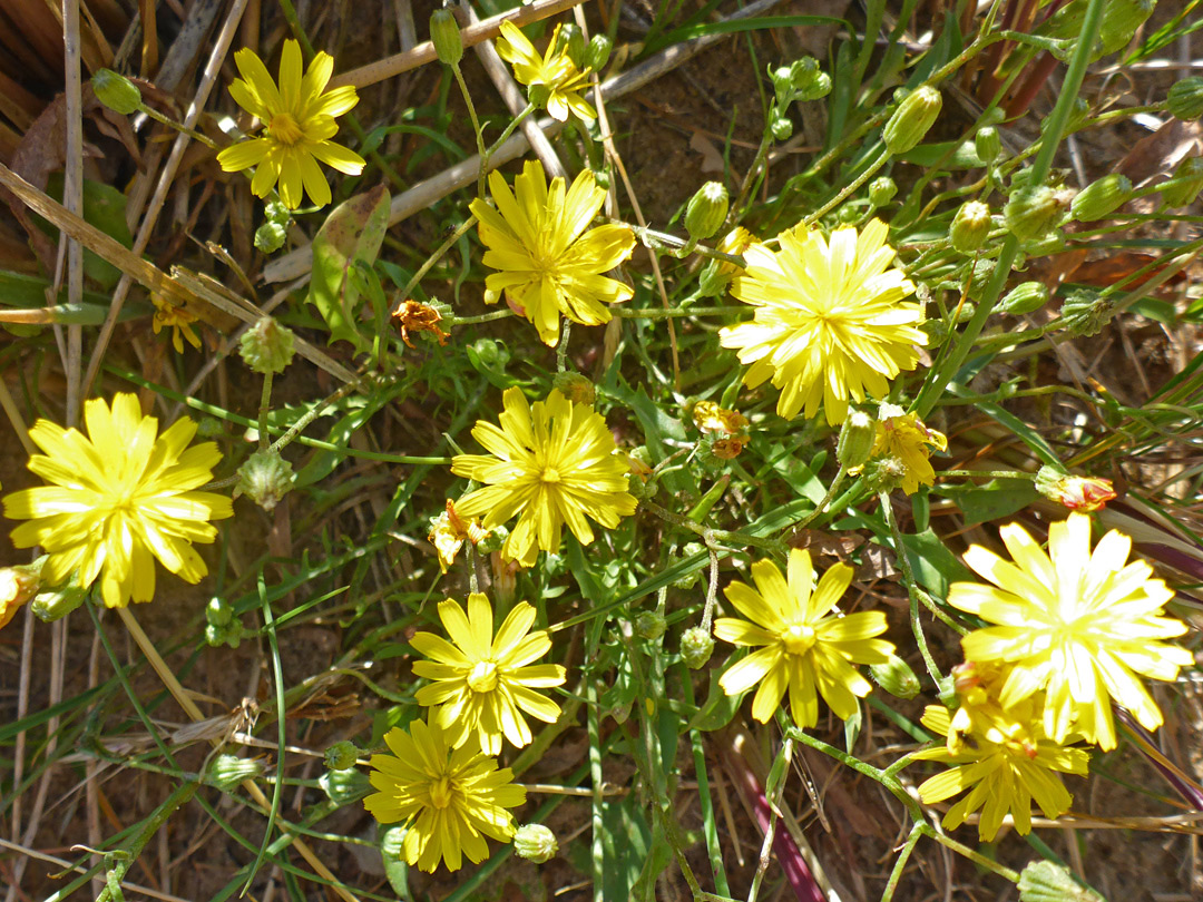 Yellow flowerheads