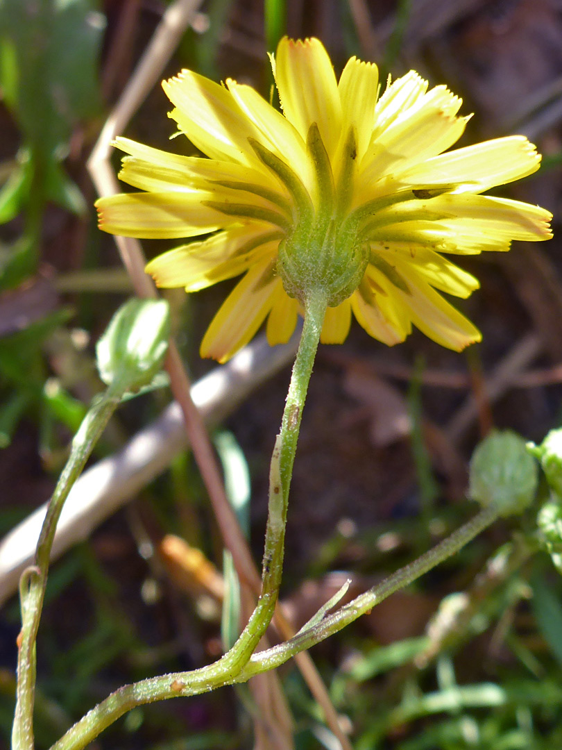 Phyllaries