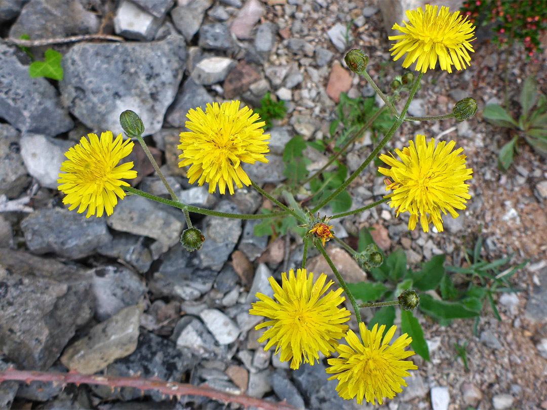 Six flowerheads