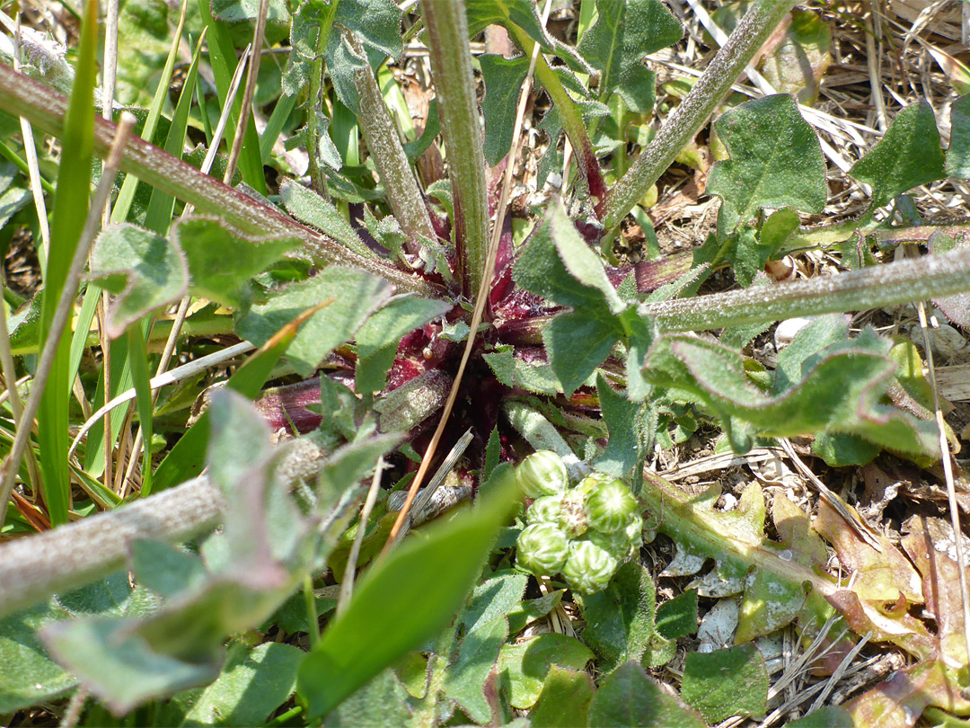 Clustered stems