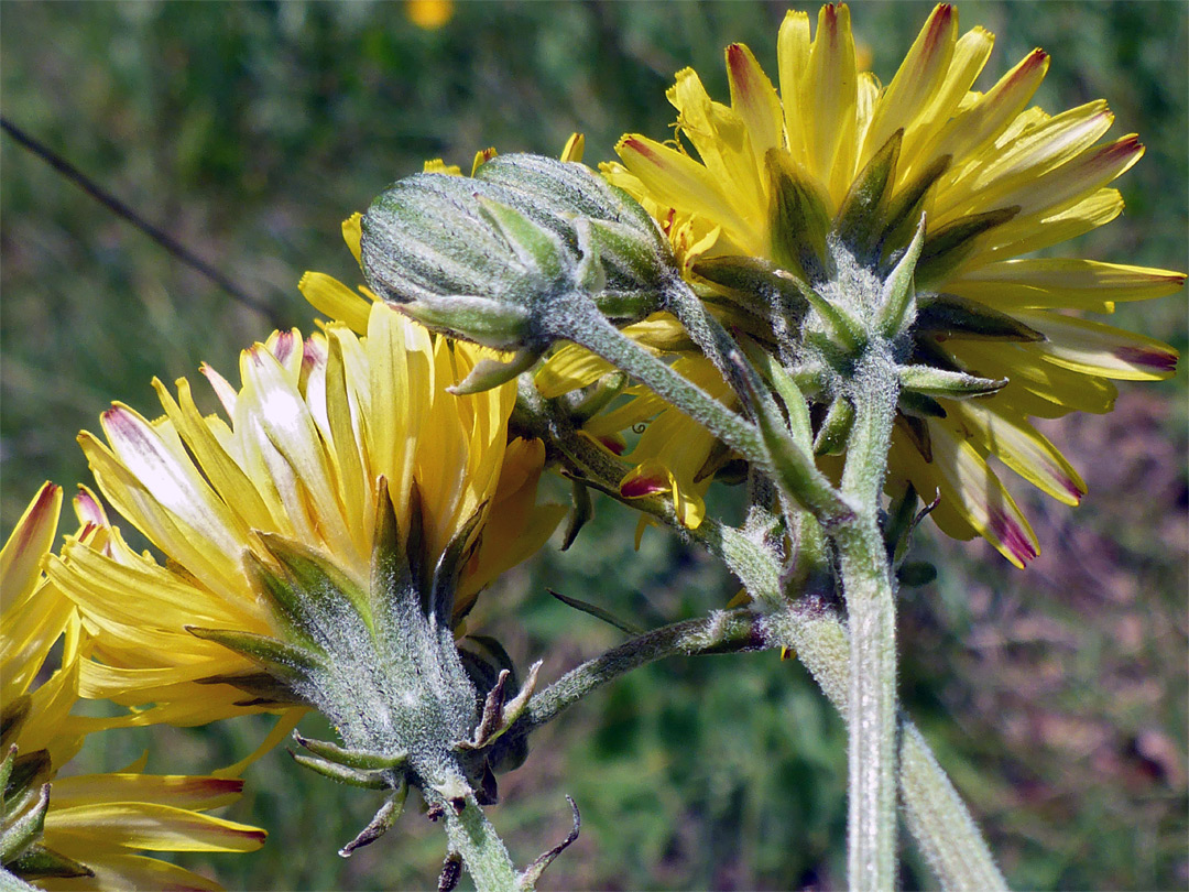 Three stems