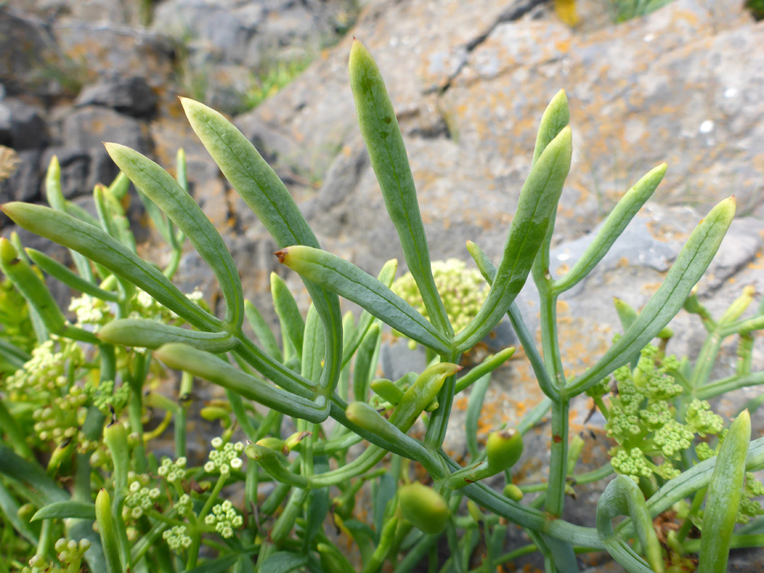 Lobed leaves