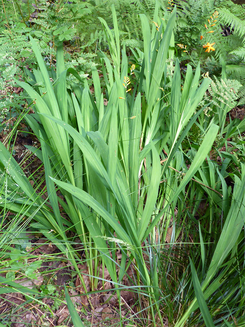 Clustered leaves