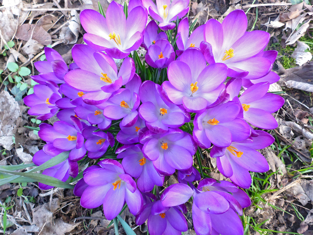 Group of flowers