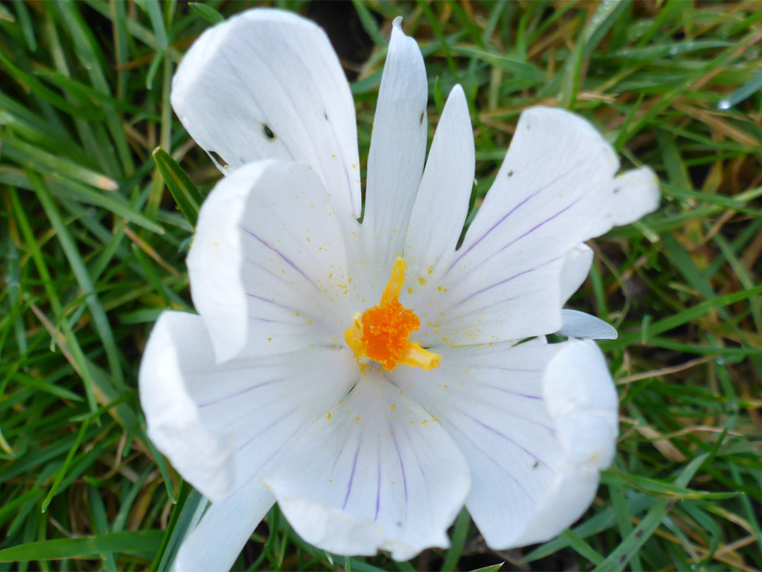 White flower