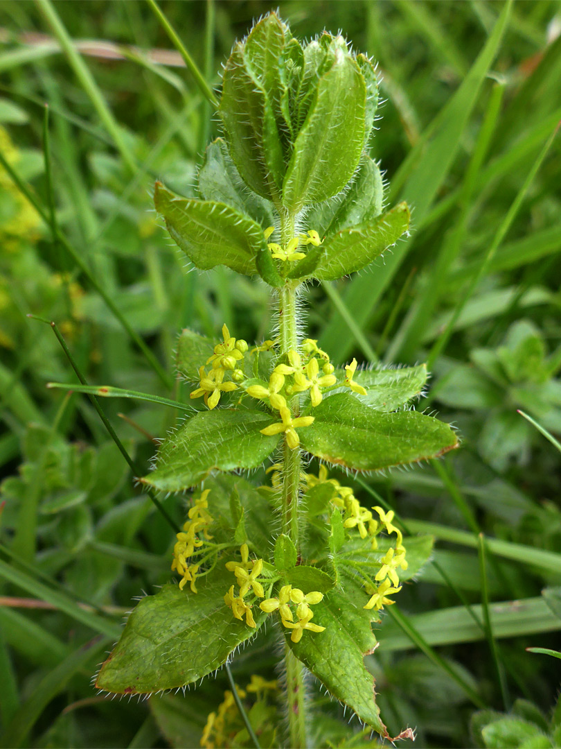 Crosswort