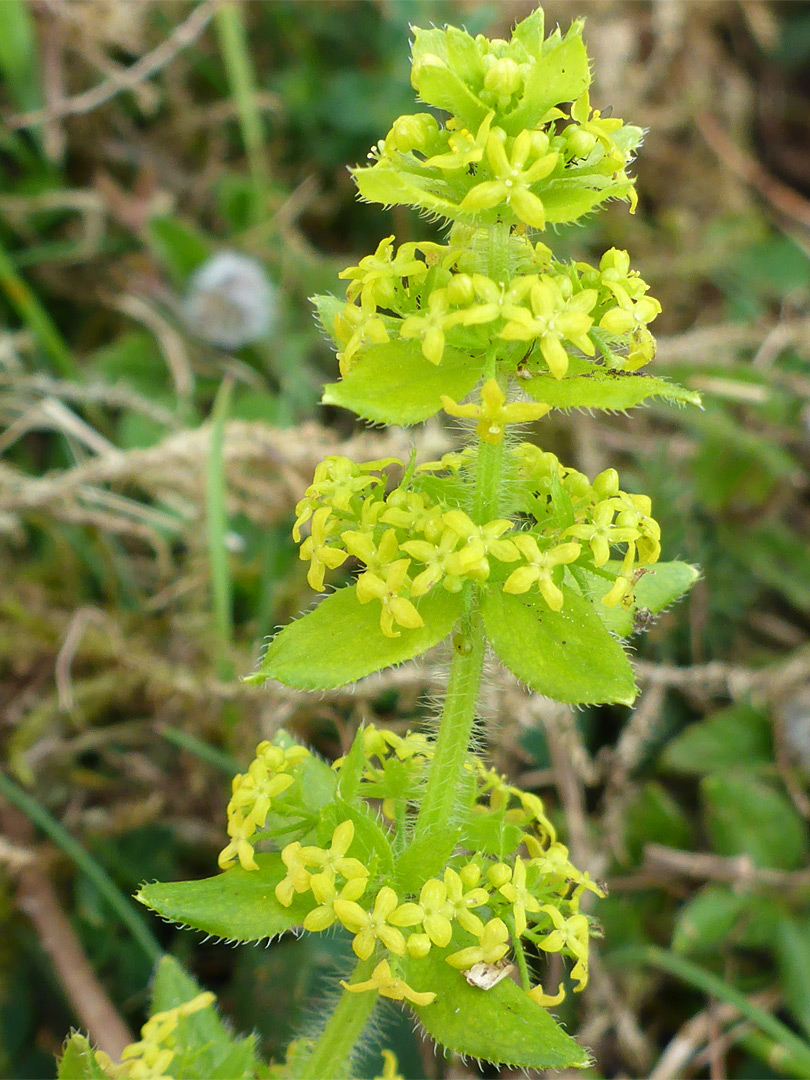 Whorled flowers