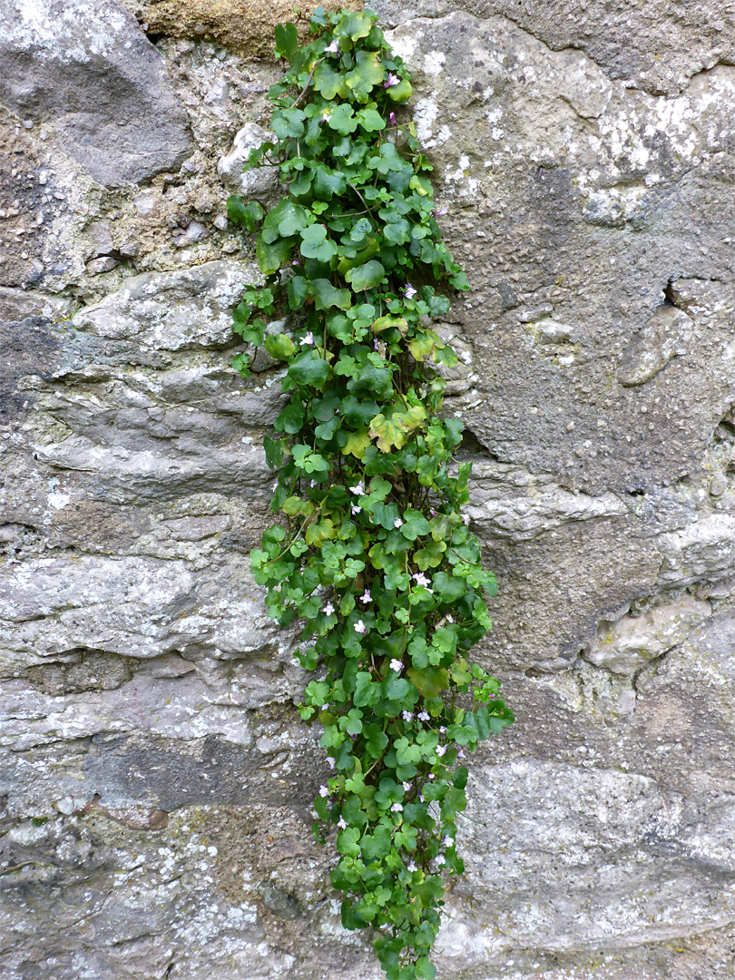 Plant on rock