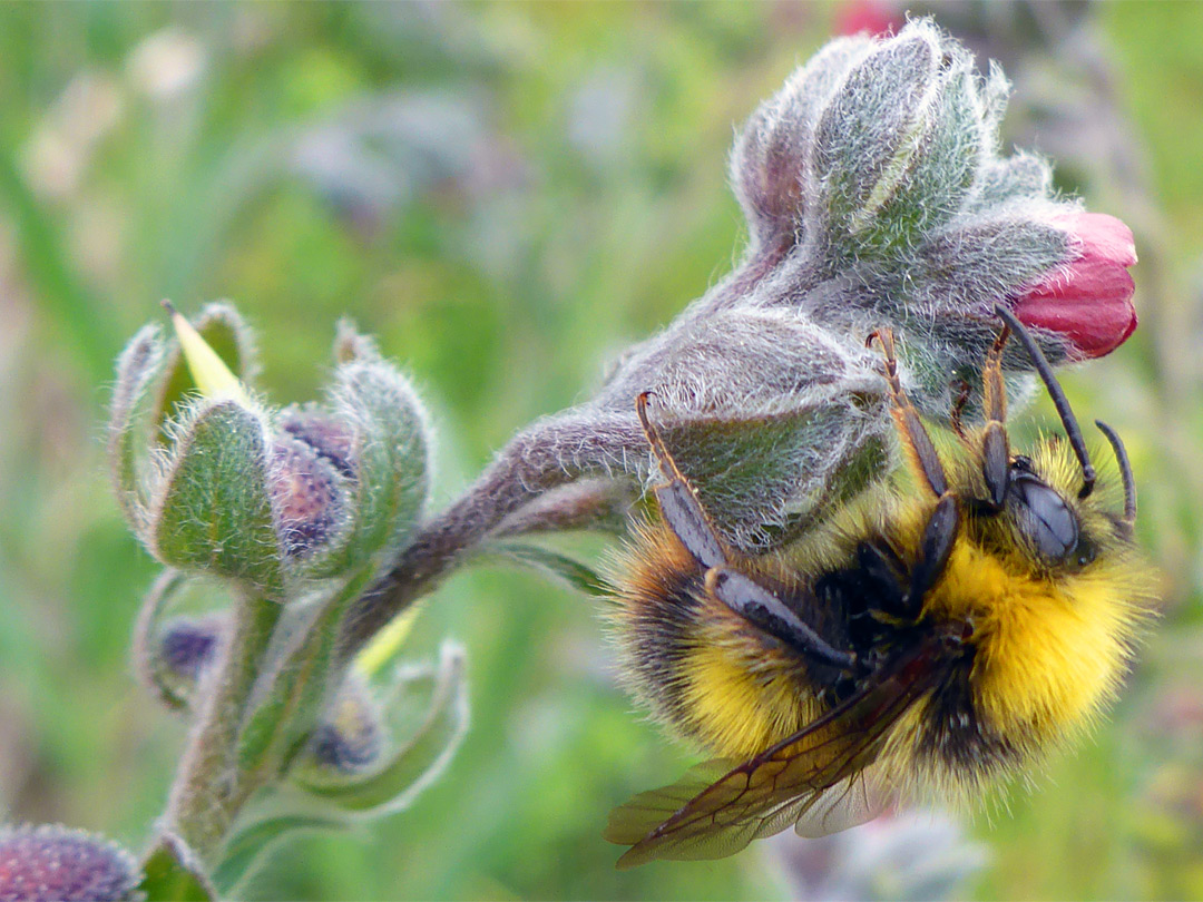 Bee on buds