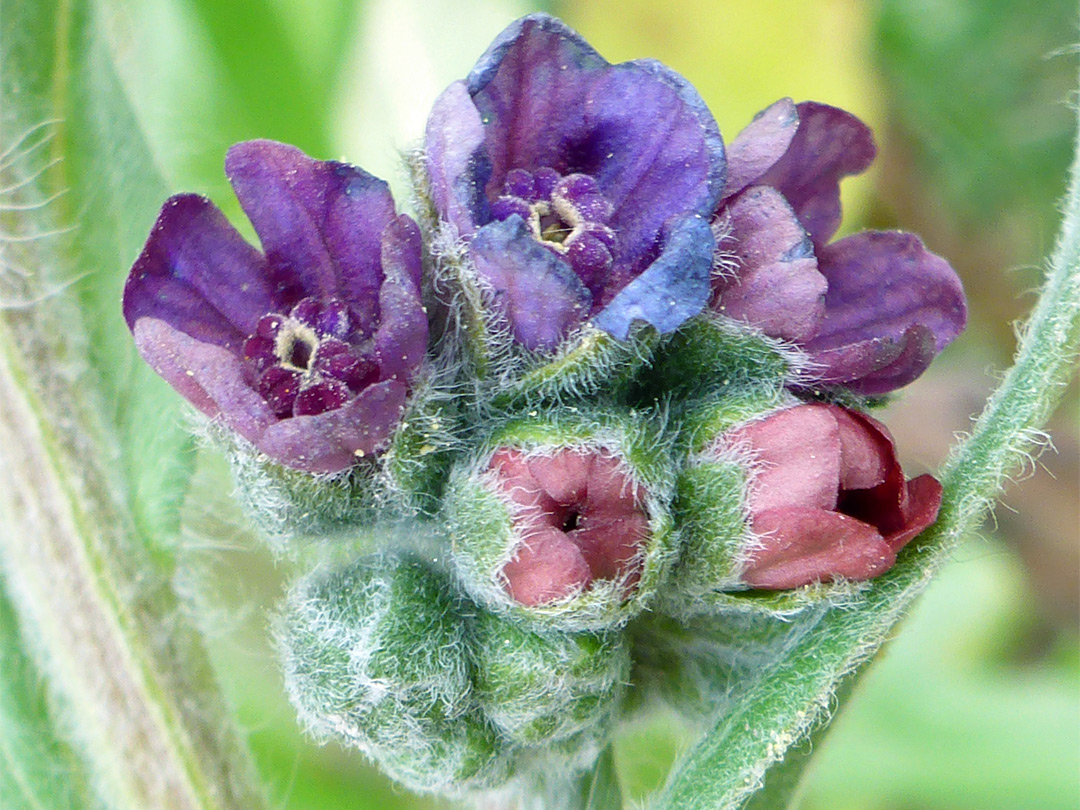 Red and purple flowers