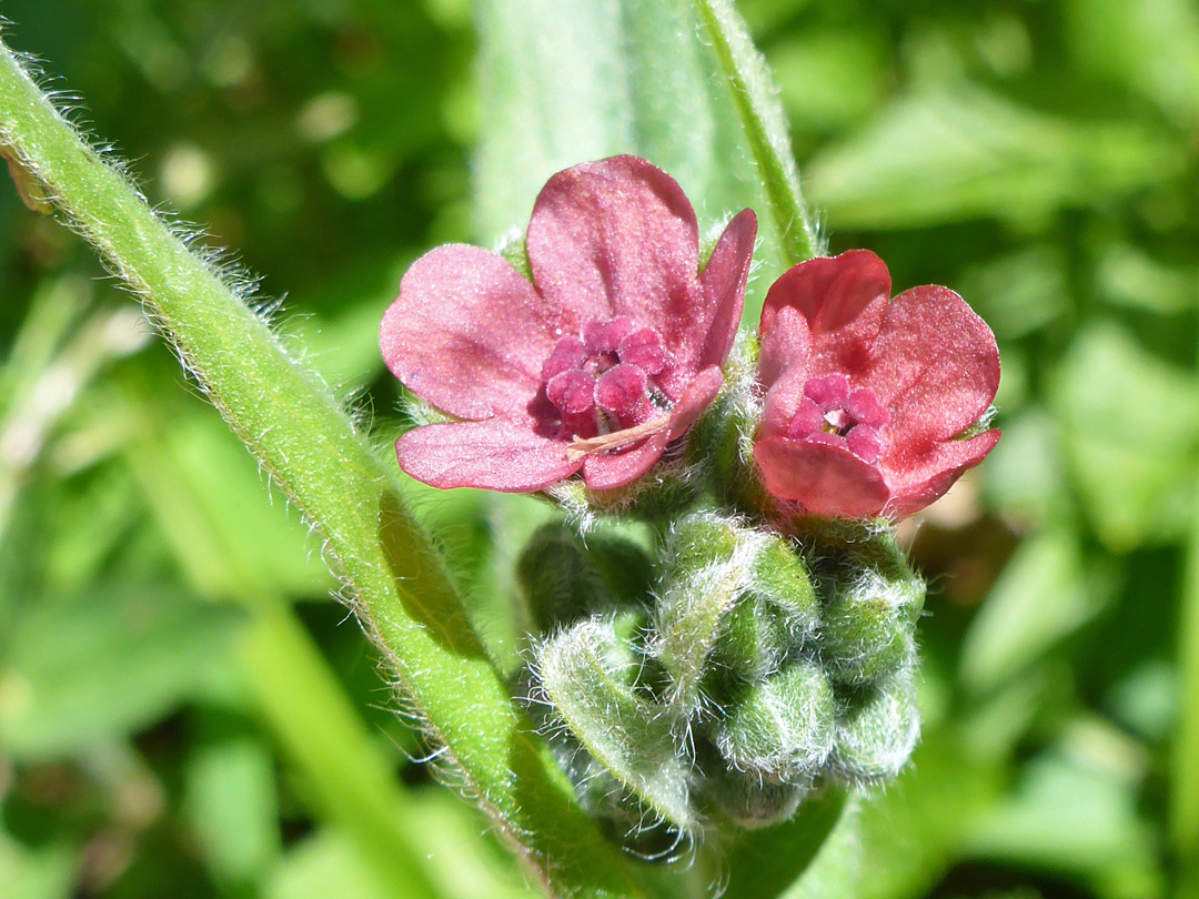 Two red flowers