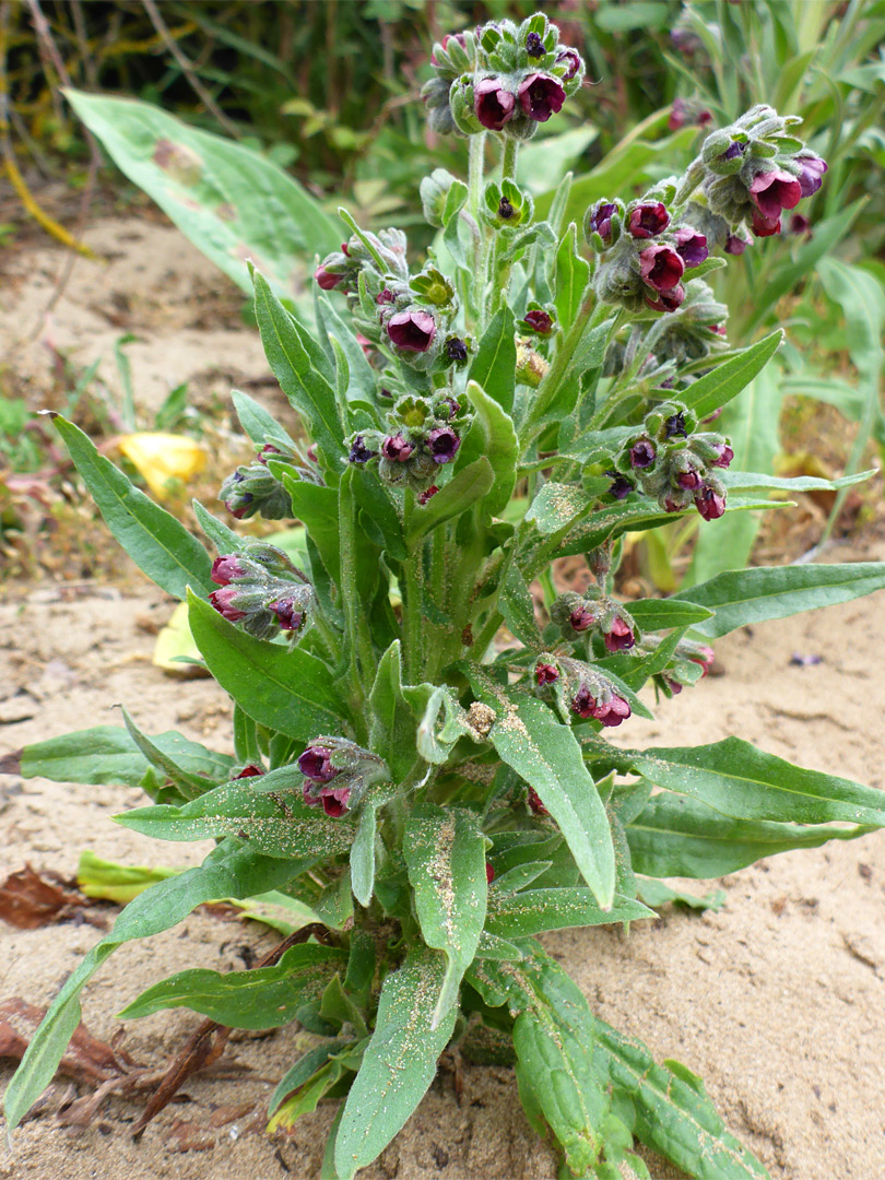 Clustered stems