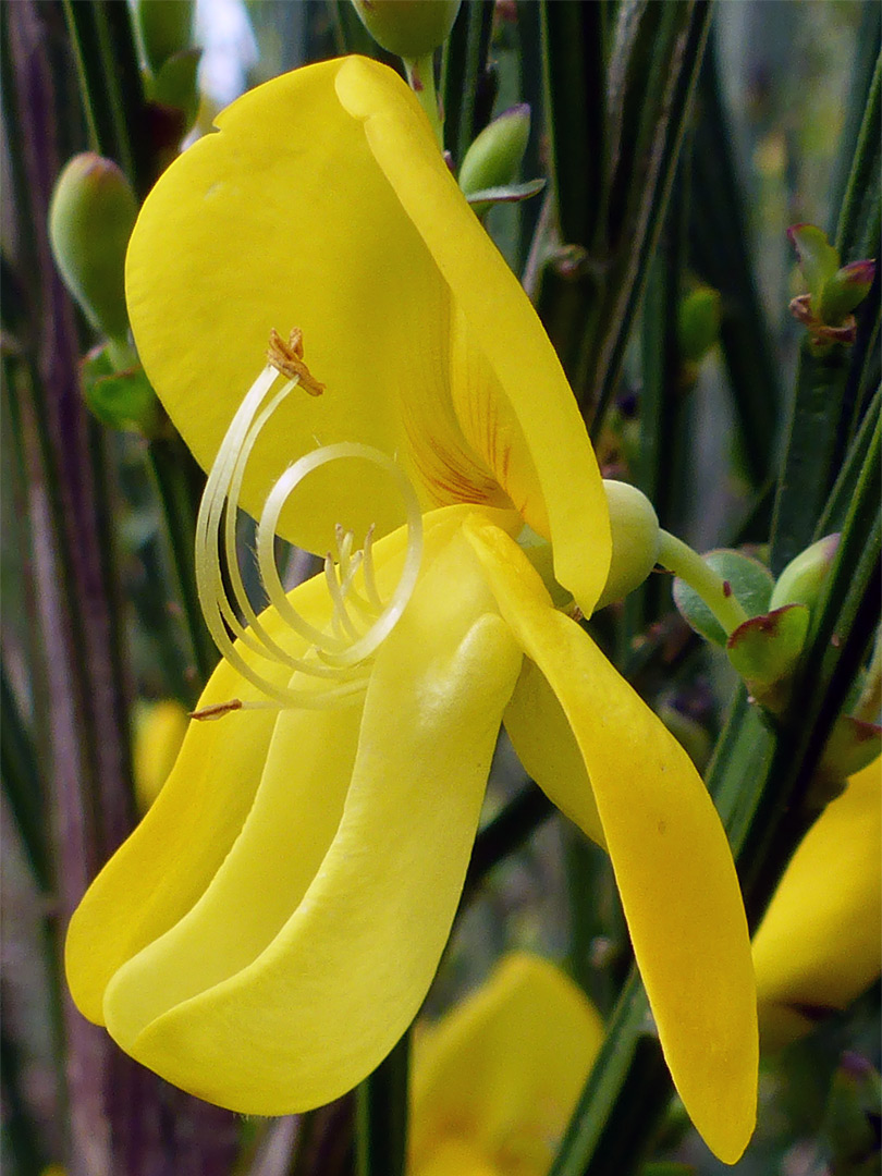 Curved stamens