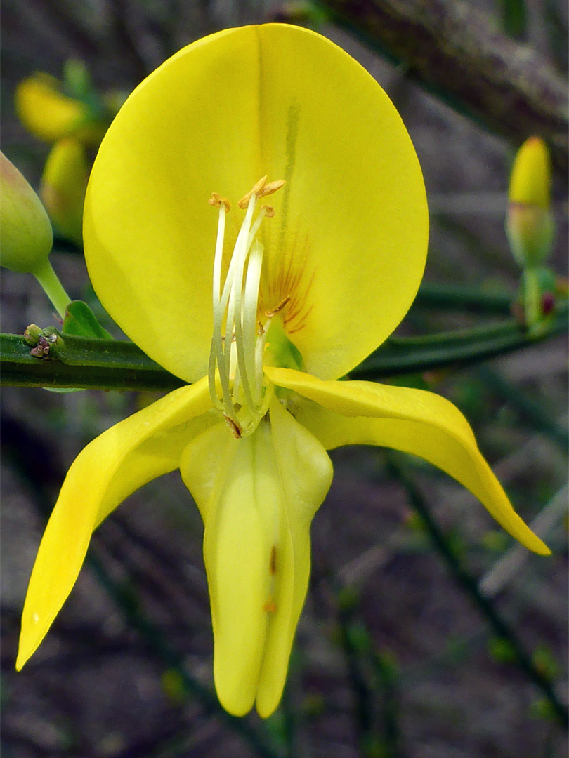 Yellow petals