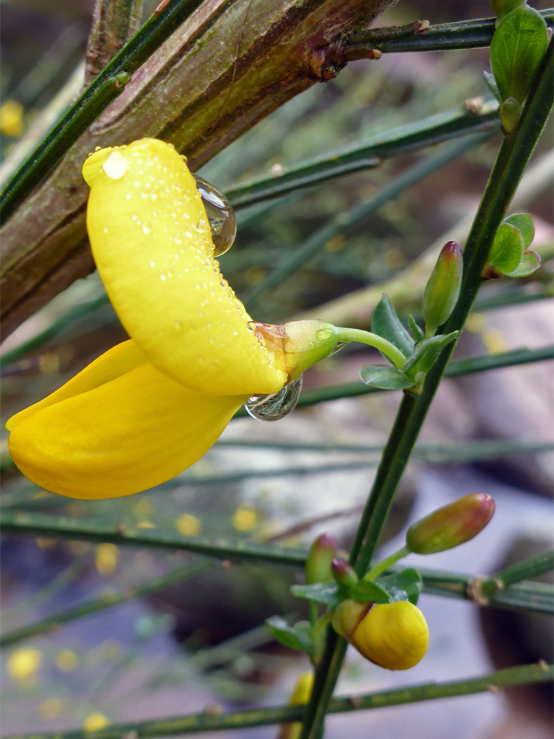 Yellow flower