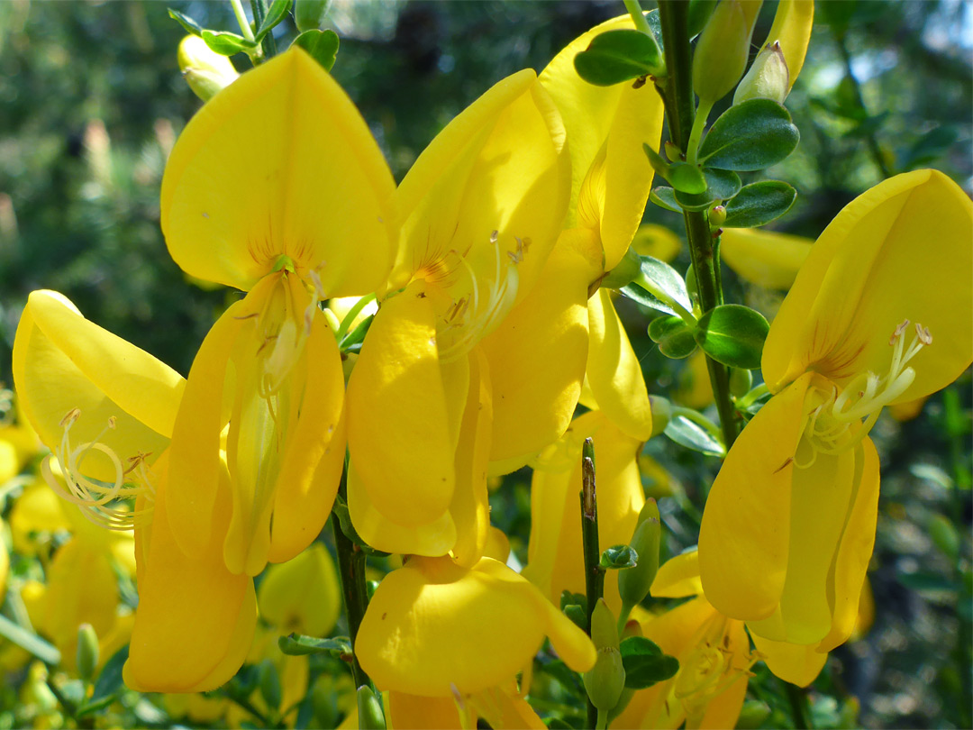 Large yellow flowers