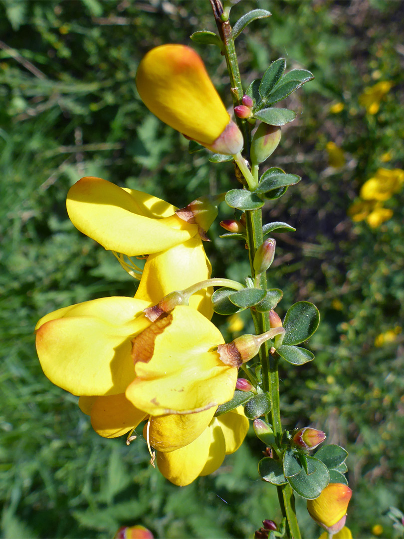 Flowering stem