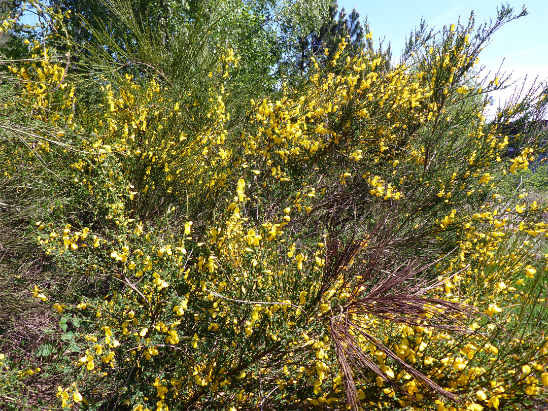 Many flowers