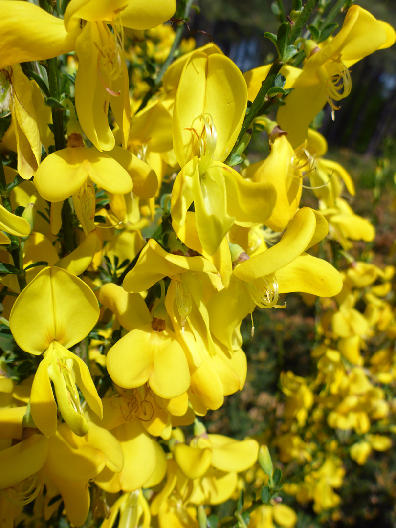 Yellow petals