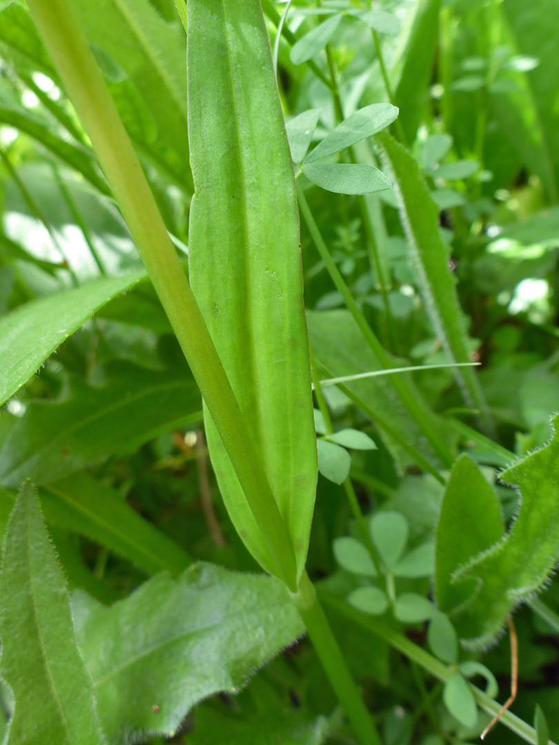 Stem leaf