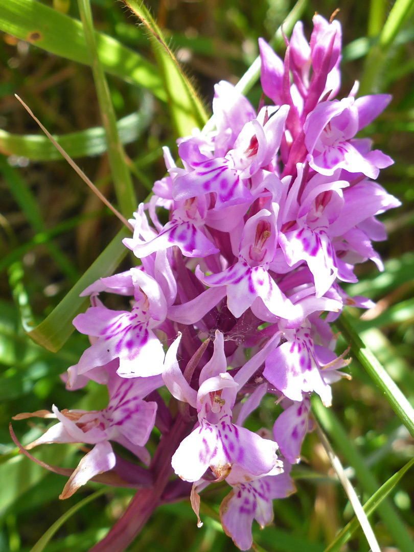 Pale pink flowers