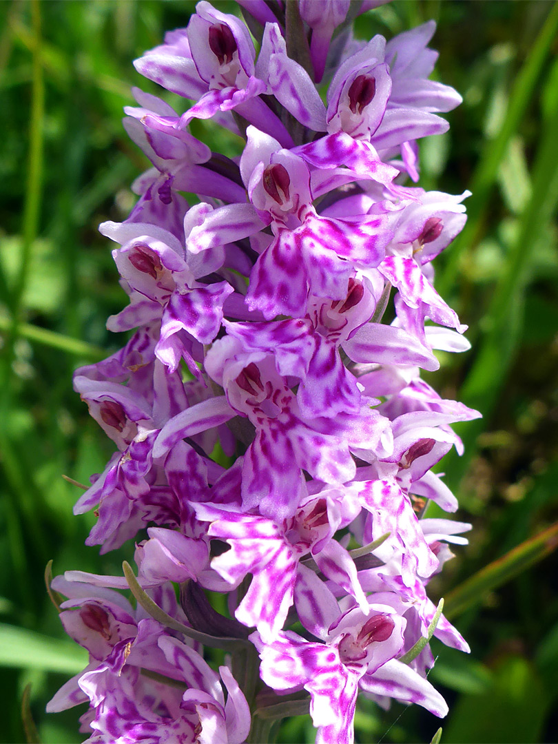 Richly-coloured flowers