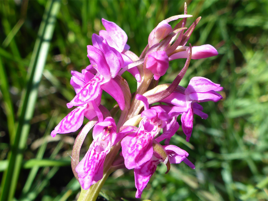 Clustered flowers