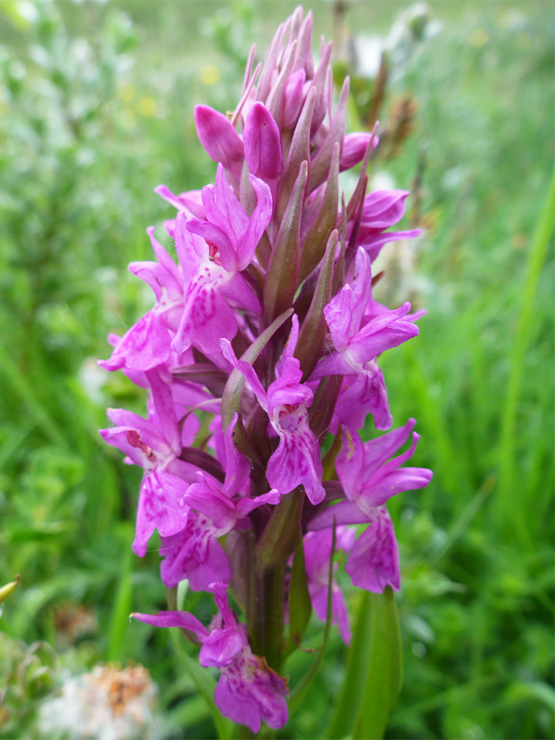 Purple inflorescence